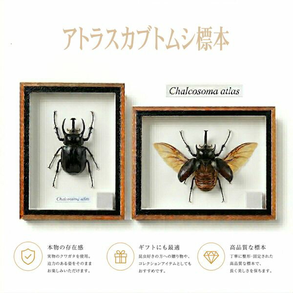 R◆タイリクコーカサス2匹　昆虫標本 2024年WILDからの 2024年10月初旬から孵化 WF1 人気爆発中!! タイリク