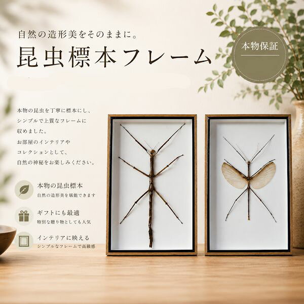 Rakuten - 昆虫の標本　Tirachoidea westwoodi ナナフシ