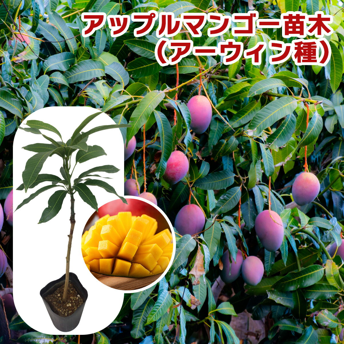 楽天市場】玉文 マンゴー 苗の通販 楽天市場】玉文 マンゴー 苗の通販