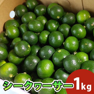 訳あり 青切りシークヮーサー 1kg 沖縄 送料無料 お土産 沖縄お土産 コロナ 土産 グルメ おすすめ 在庫処分 セール おしゃれ 人気 通販 空港 食べ物 安い フルーツ ギフト 内祝い 国産 在庫処分 9月 旬 誕生日 贈答 自宅用 果物 くだもの 家庭用