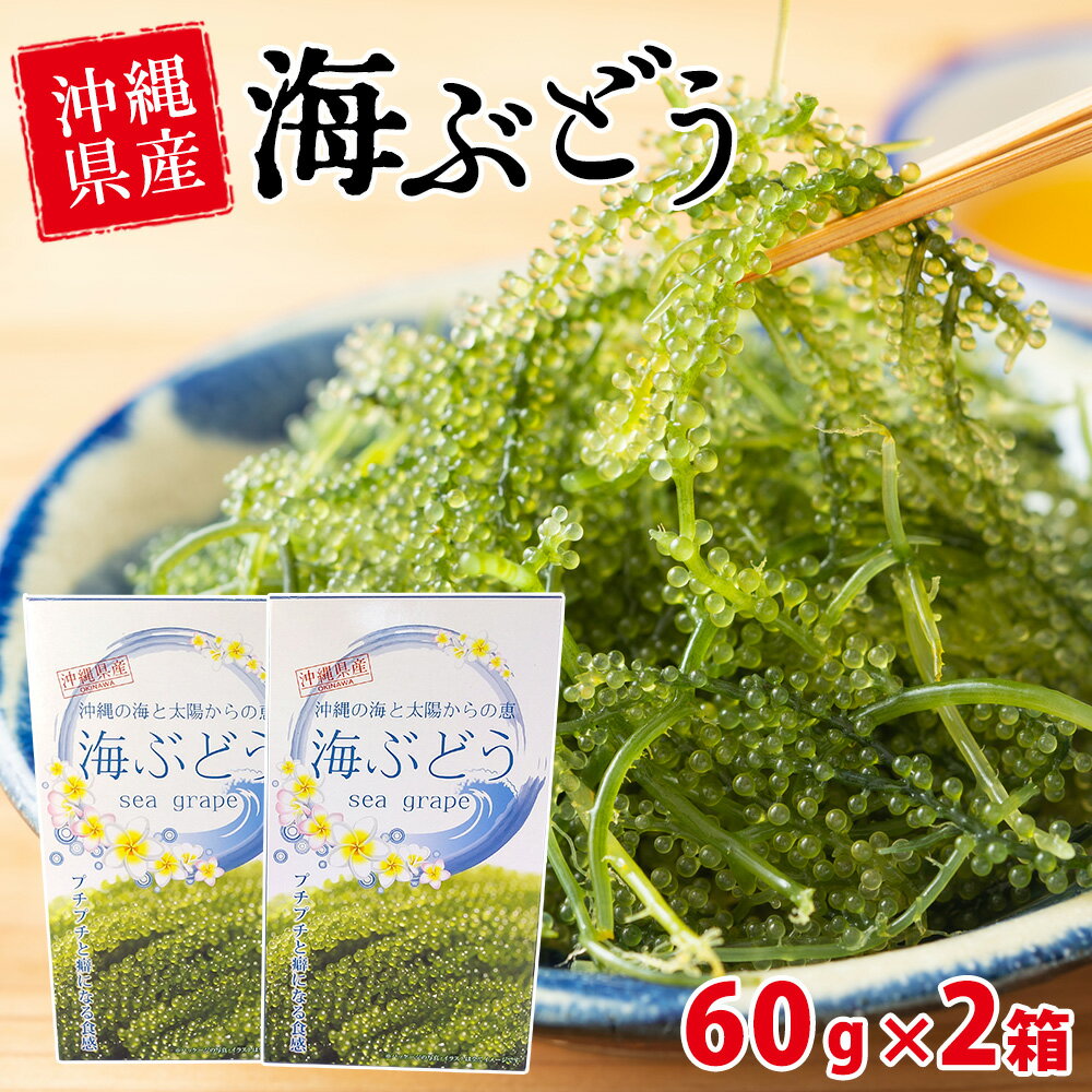 【赤字覚悟！売り切れごめん！】【送料無料】【海ぶどう60g×2箱セット】送料無料 海ぶどう 海ブドウ うみぶどう ウミブドウ 海ぶどう生 海葡萄 グリーンキャビア 沖縄産 沖縄県産 通販 タレ 沖縄 食べ方 おつまみ 酒の肴 肴 晩酌 ビール 焼酎 日本酒 ワイン ハイボール