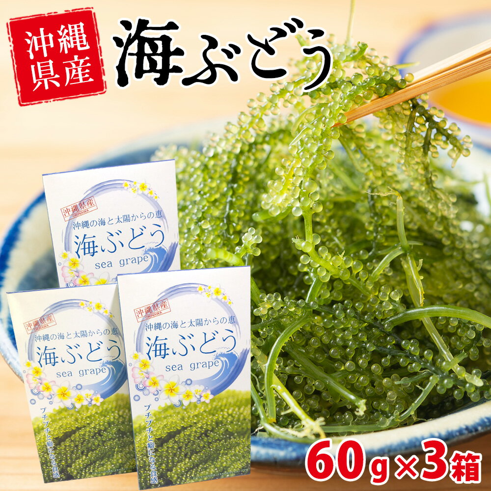 楽天やんばるマーケット沖縄お取り寄せ【送料無料】【海ぶどう60g×3箱セット】送料無料 海ぶどう 海ブドウ うみぶどう ウミブドウ 海ぶどう生 海葡萄 グリーンキャビア 沖縄産 沖縄県産 通販 タレ 沖縄 食べ方 おつまみ 酒の肴 肴 晩酌 ビール 焼酎 日本酒 ワイン ハイボール レモンハイ レモン酎ハイ