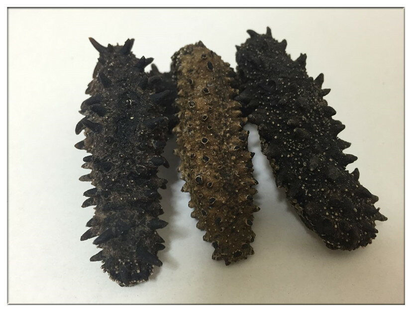 【お試し限定激安】【北海道産】【簡易包装】B級品 100g Mサイズ8〜11g【自家用訳あり品、キズあり、形崩】ナマコ・乾燥なまこ・乾燥ナマコ・干しナマコ・干し...