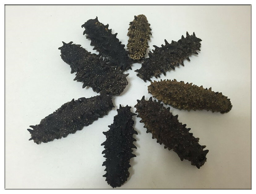 【北海道産】B級品 100g Lサイズ11g以上【自家用訳あり品、キズあり、形崩】ナマコ・乾燥なまこ・乾燥ナマコ・干しナマコ・干しなまこ・金ん子・海鼠・淡干海参...