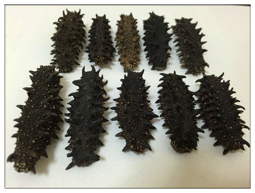 【北海道産】A級品 100g5〜11g入 2Mサイズ【ナマコ・乾燥なまこ・乾燥ナマコ・干しナマコ・干しなまこ・金ん子・海鼠 】