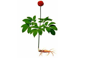 カナダ産西洋人参「花旗参」100g
