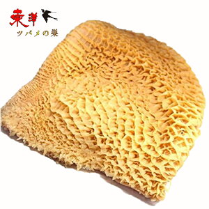 牛生ハチノス【2点セット】冷凍牛肚 トリッパ 牛肚 domestic beef reticulum 牛の胃袋 焼肉 鍋 しゃぶしゃぶ用 冷凍食品 約1KGx2点の画像