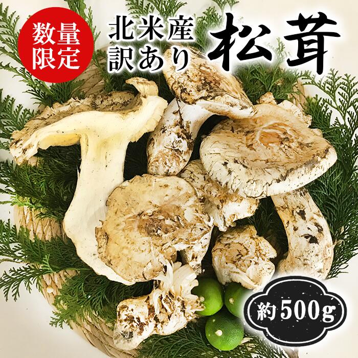 【 訳あり 数量限定 天然松茸 500g 】北米産(カナダ・アメリカ産) まつたけ マツタケ 松茸 シャキシャキ 食感 訳アリ 土瓶蒸し すき焼き 吸い物 松茸ご飯 ギフト 贈り物 プレゼント お取り寄せ 高級 贈答 お歳暮 内祝 出産祝 誕生日 還暦祝 敬老の日 ( お届け日指定不可 )