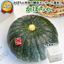 【 ほめられ かぼちゃ 1玉 】糖度12度以上 1.4〜2kg かぼちゃ カボチャ 南瓜 北海道 甘い 野菜 やさい お取り寄せ 高級 ギフト 贈答 お土産 手...