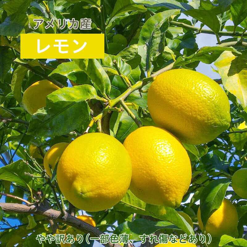 レモン アメリカ産 lemon 味濃厚 10個 30個 60個 100個 140個 大容量 お徳用 国産 家庭用 お中元 お歳暮 ギフト 贈り物