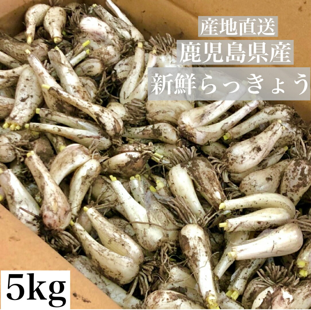 伊江島産島らっきょう　土付き（約1kg）おつまみ| 沖縄の島らっきょう|島ラッキョウ|お取り寄せ|送料無料