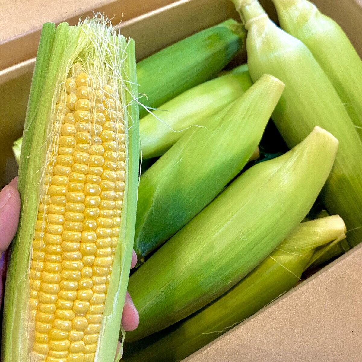 【九州産 A品 8本 】クール便 とうもろこし 8本 甘くて美味しい スイートコーン トウモロコシのサムネイル
