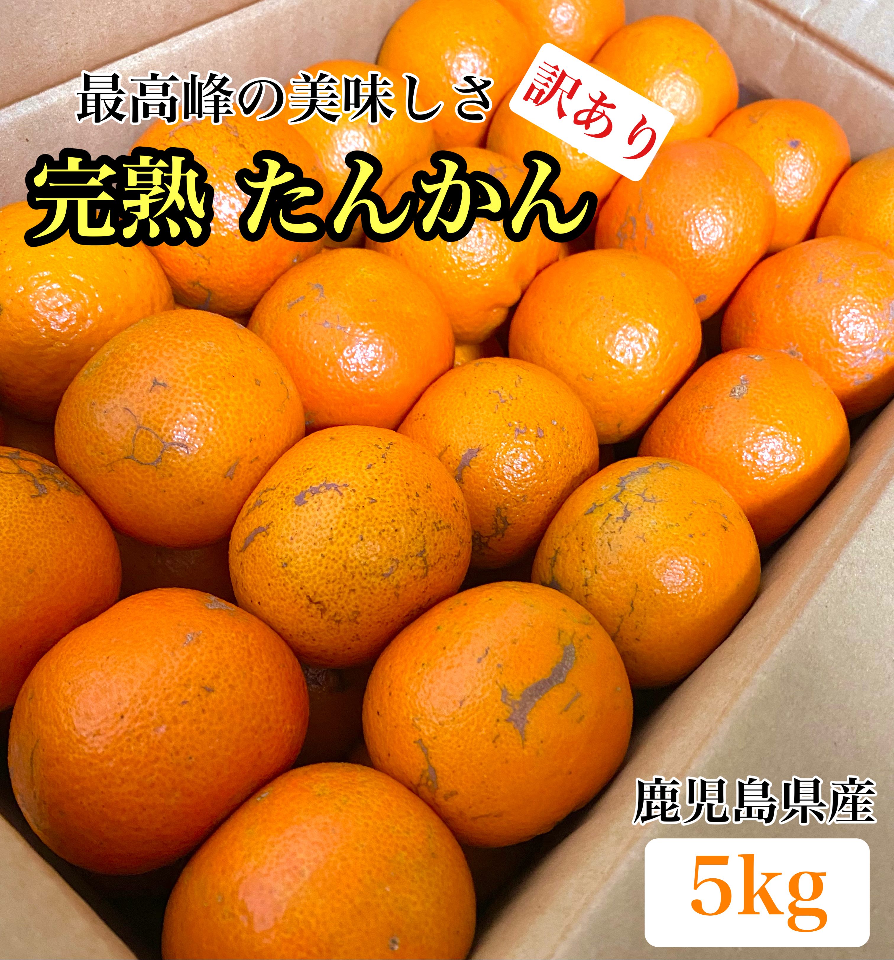 濃厚◎訳あり 鹿児島県産 タンカン 選べる 【3キロ・5キロ】 みかん ポンカン好きにも たんかんのサムネイル