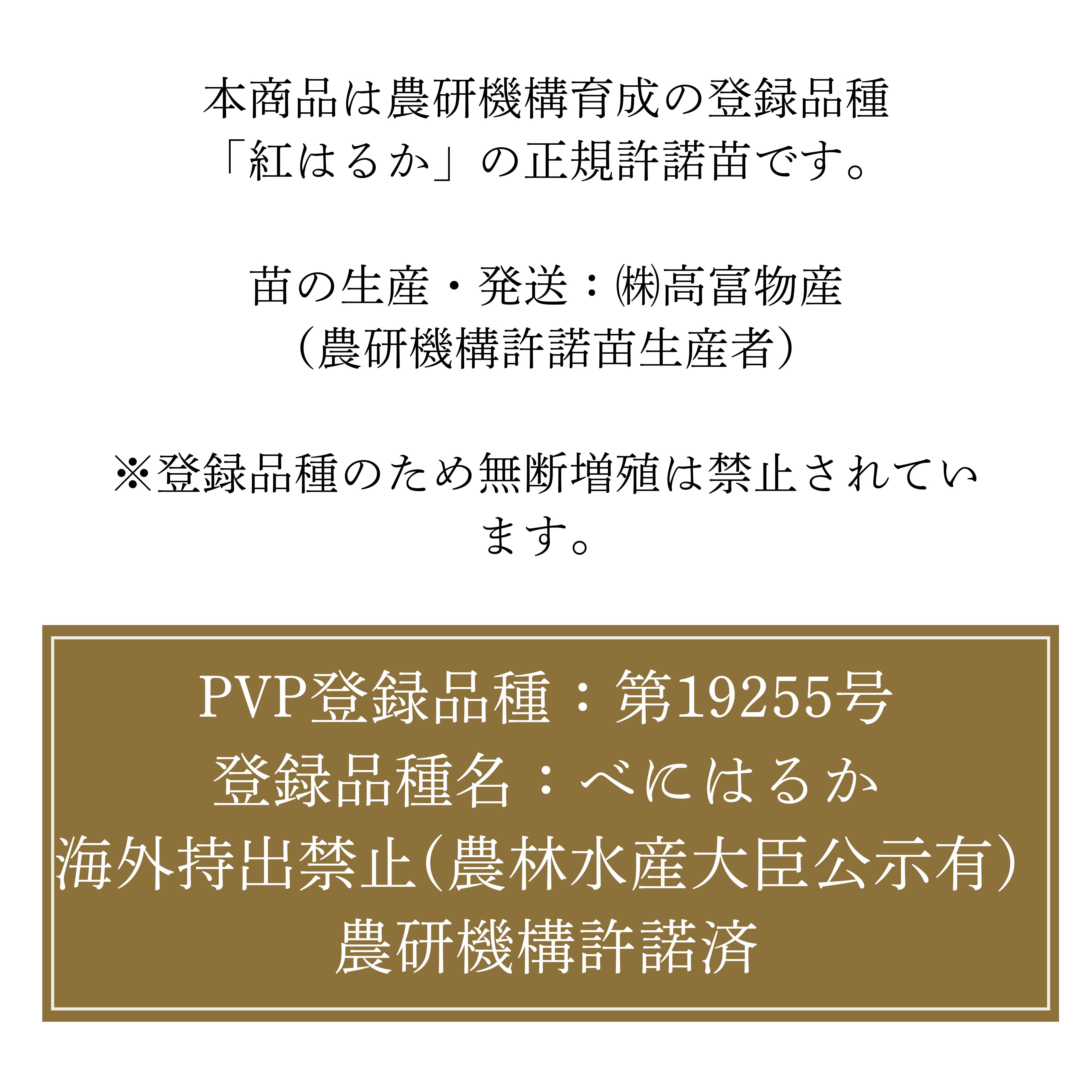 本場鹿児島＼プロ御用達！／選べる 【紅はるか苗/黄金千貫苗】 苗 100本セット べ...