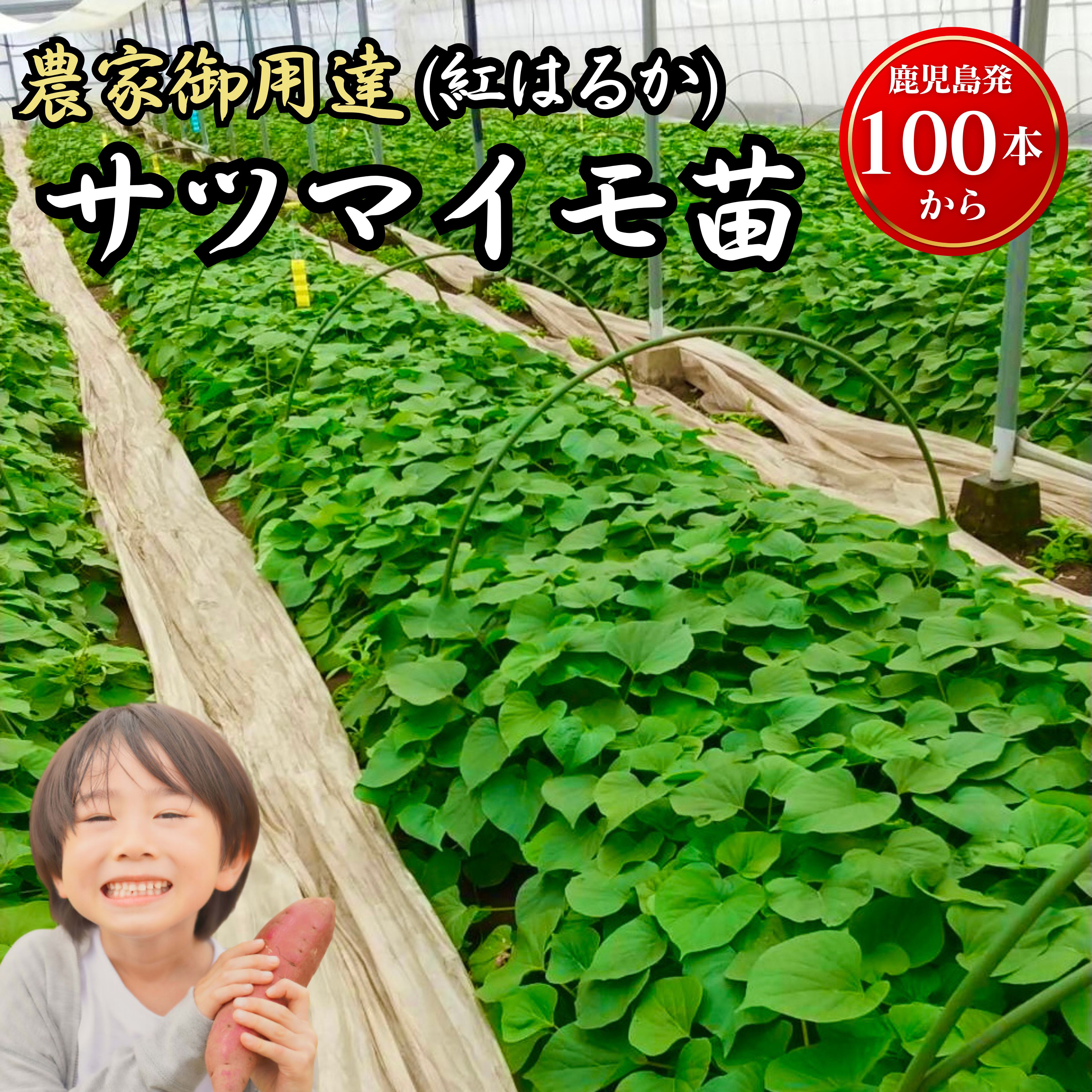 本場鹿児島＼プロ御用達！／紅はるか 苗 100本セット べにはるか (PVP) さつまいも 苗