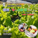 農家直送 朝採り旬 高品質 野菜 果物 詰め合わせセット 9～12品目以上 熊本県産 【送料無料】産地直送 新鮮野菜 高品質熊本野菜 熊本柑橘 くだもの 甘いみかん 美味しい野菜詰め合わせ おまか…