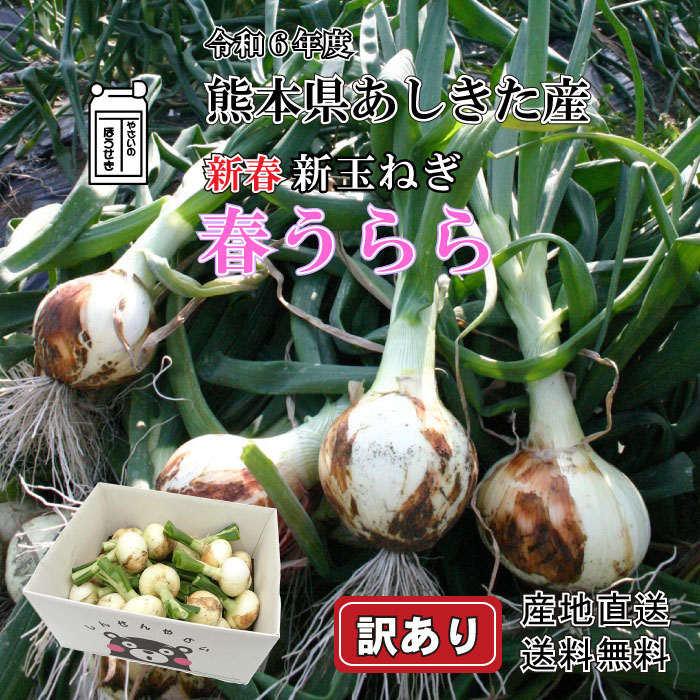 新玉ねぎ【5kg】【訳あり】 新春 令和6年度産 新玉ねぎ 春うらら新たまねぎ サラダたまねぎ 熊本産 特別栽培 新タマネギ 農薬通常の半分以下除草剤不使用【送料無料/産地直送】