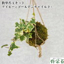 苔 苔玉 キット アイビー ( ゴールデンチャイルド )苔玉キット