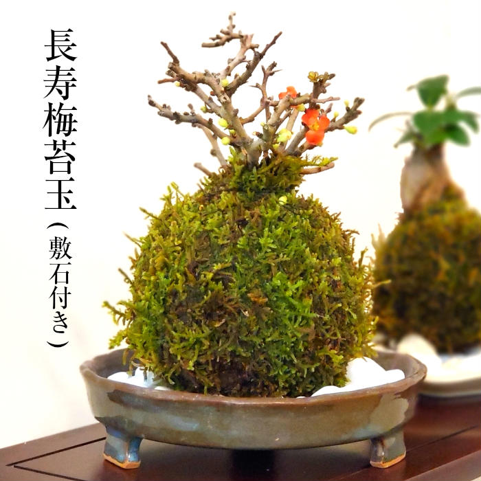 父の日 プレゼント 長寿梅 苔玉 【 長寿梅苔玉 】