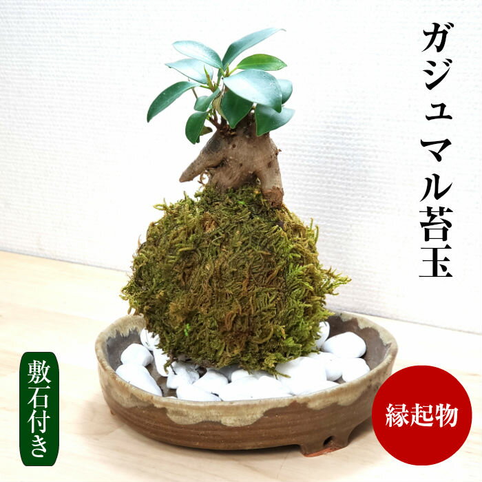 【 楽天スーパーSALE 10%OFF 】 父の日 プレゼント 苔 苔玉 【 ガジュマル苔玉 】 観葉植物 インテリア 苔