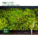 苔 苔玉 観葉植物 テラリウム 【天然ハイゴケトレー1枚分(約51cm×34cm)】 苔テラリウム