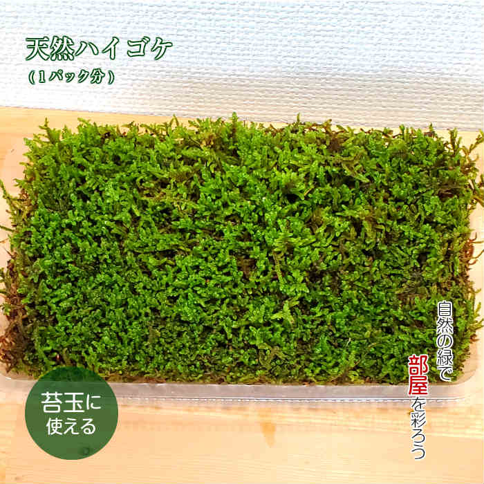 苔 ハイゴケ 苔玉 苔盆栽 【 天然 ハ