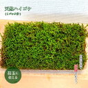 苔 ハイゴケ 苔玉 苔盆栽 【 天然 ハイゴケ 1パック分 】 盆栽苔