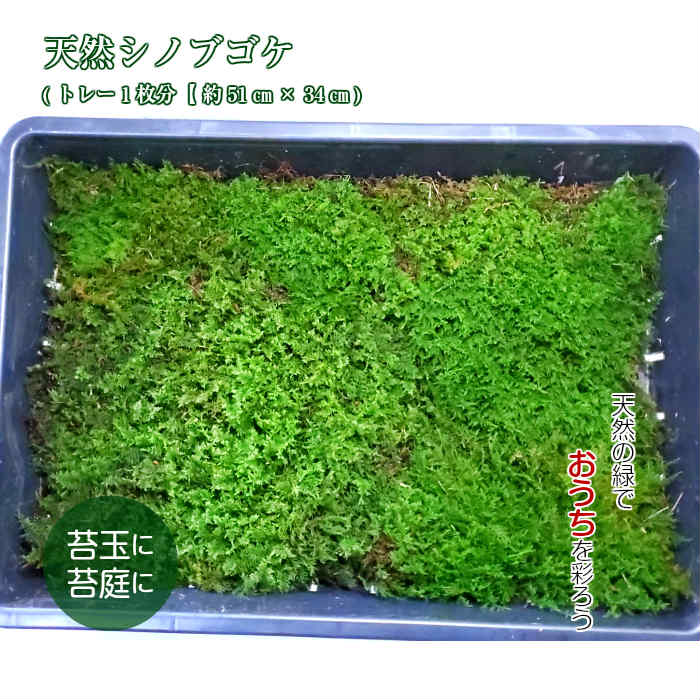 苔玉 苔 シノブゴケ 観葉植物 【天然シノブゴケトレー1枚分(約51cm×34cm)】 苔テラリウム テラリウムウム