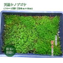 苔玉 苔 シノブゴケ 観葉植物 【天然シノブゴケトレー1枚分(約51cm×34cm)】 苔テラリウム テラリウムウム