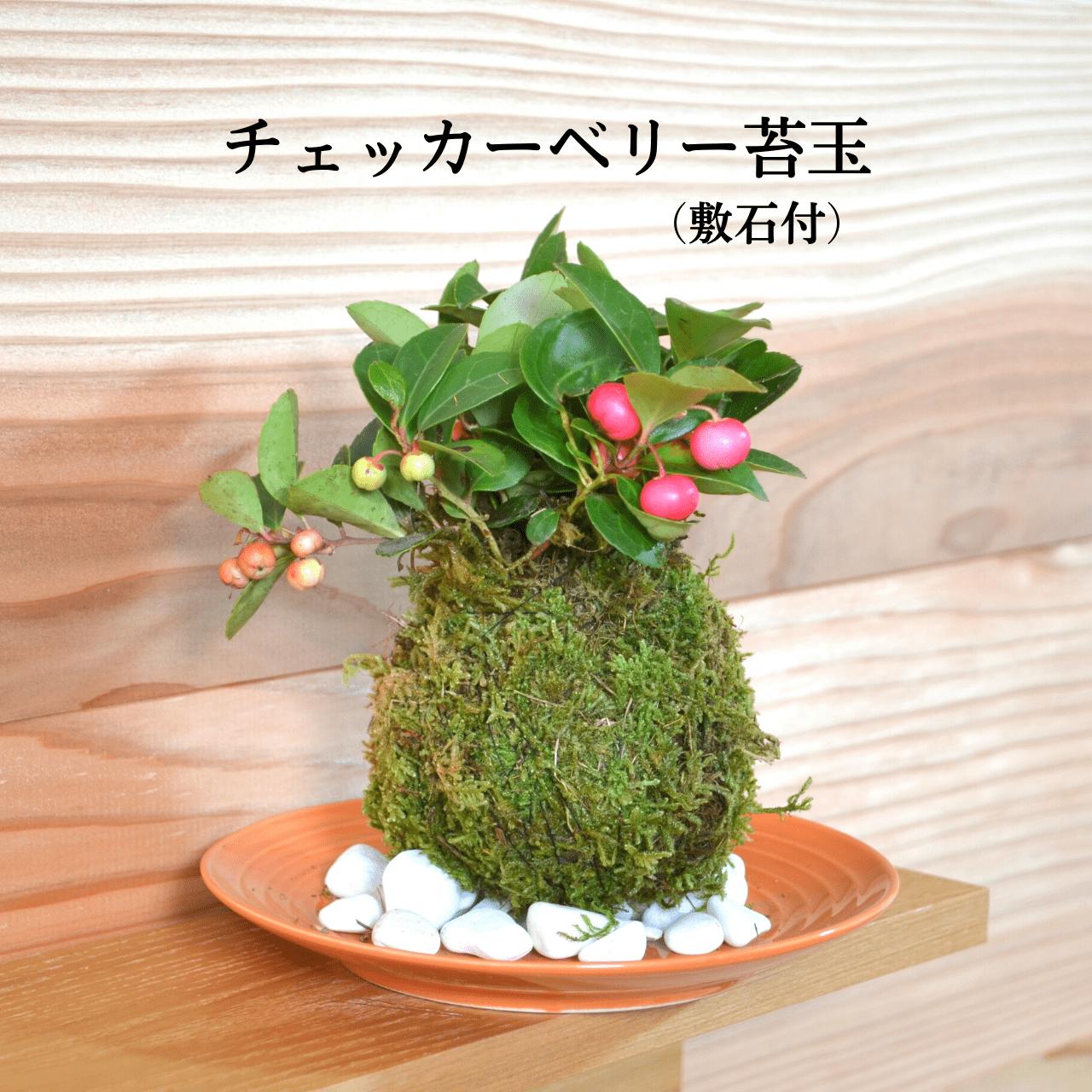 父の日 プレゼント 苔玉 苔 盆栽 【 チェッカ...の商品画像