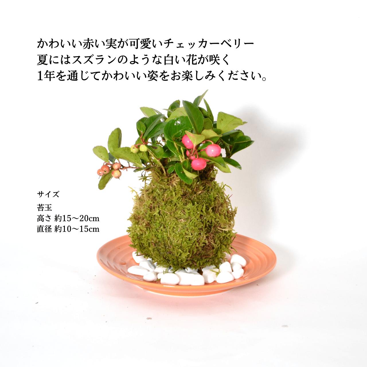 父の日 プレゼント 苔玉 苔 盆栽 【 チェッ...の紹介画像3