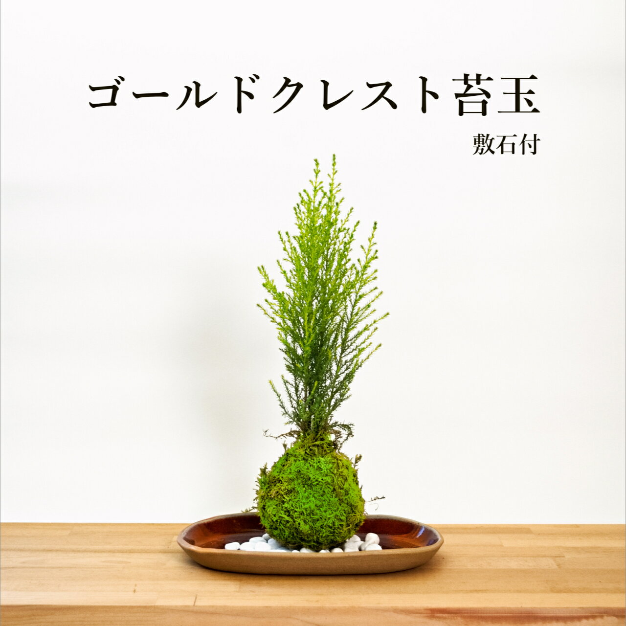 父の日 苔玉 苔 盆栽 【 ゴールドクレスト苔玉 】