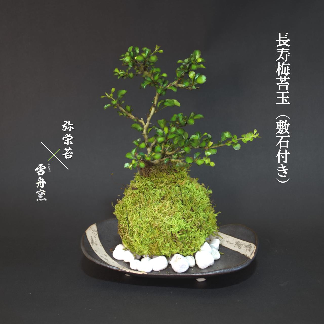 敬老の日 プレゼント 限定 苔玉 苔【 長寿梅苔玉 × 石見焼雪舟窯 】