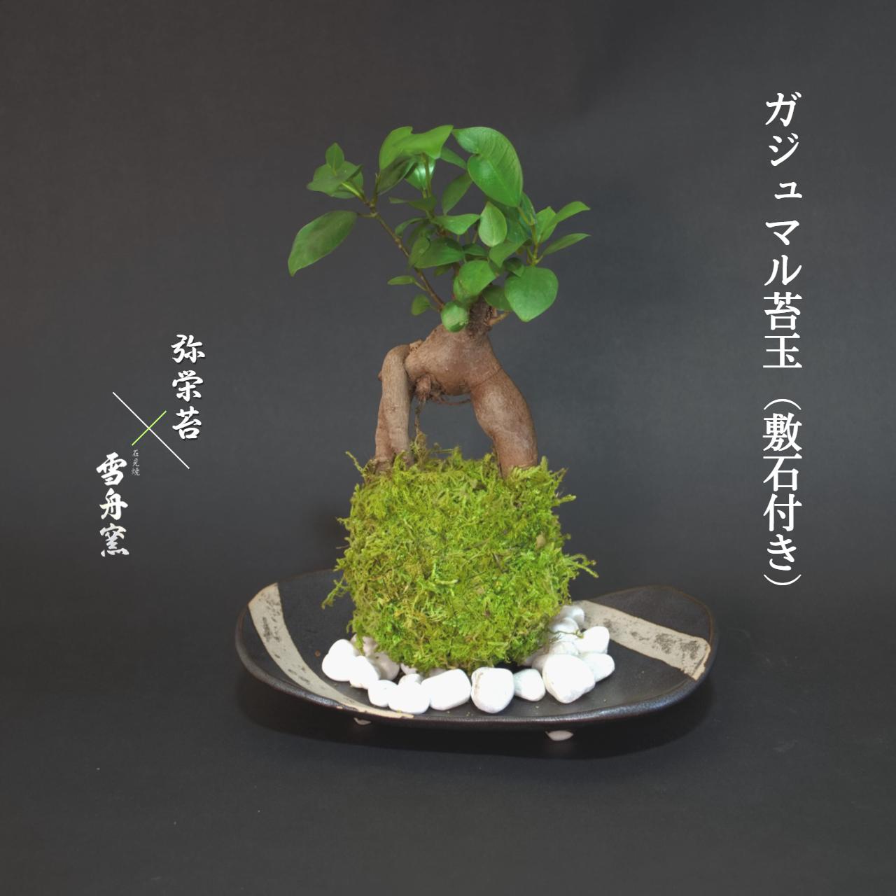 敬老の日 プレゼント 限定 苔玉 苔【 ガジュマル苔玉 × 石見焼雪舟窯 】