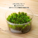 ふわふわもこもこ! 癒しの タマゴケ ( 苔 テラリウム 素材 )