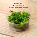 鮮やかな緑! 癒しの カモジゴケ ( 苔 テラリウム 素材 )