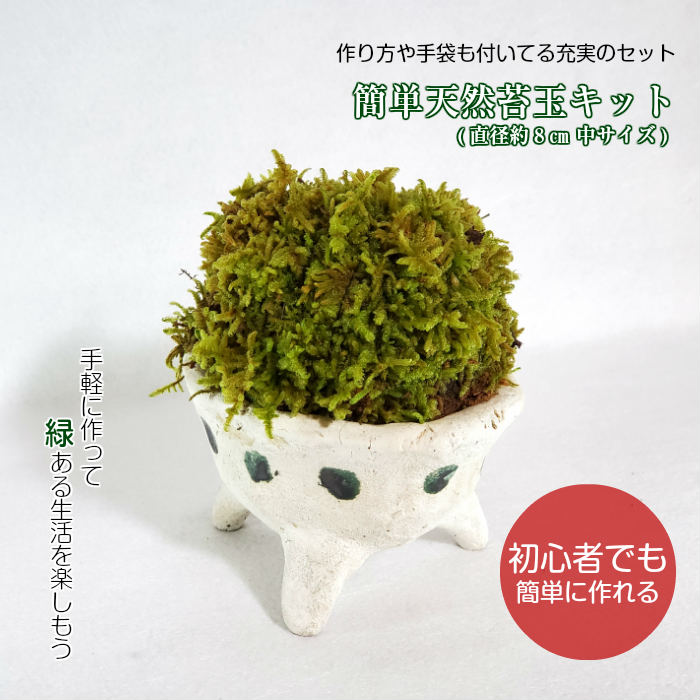 苔 苔玉 キット おうち【 簡単 天然 苔玉キット (直径約8cm 中サイズ )】 手作り