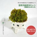 苔 苔玉 キット おうち【 簡単 天然 