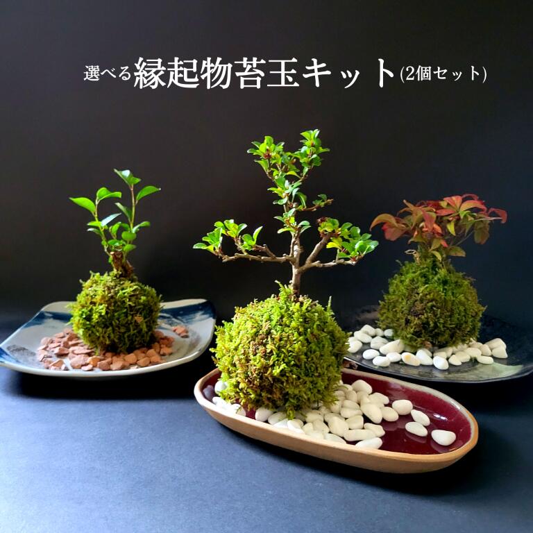 父の日 プレゼント 苔 苔玉 キット 【縁起物苔玉キット 2個セット】