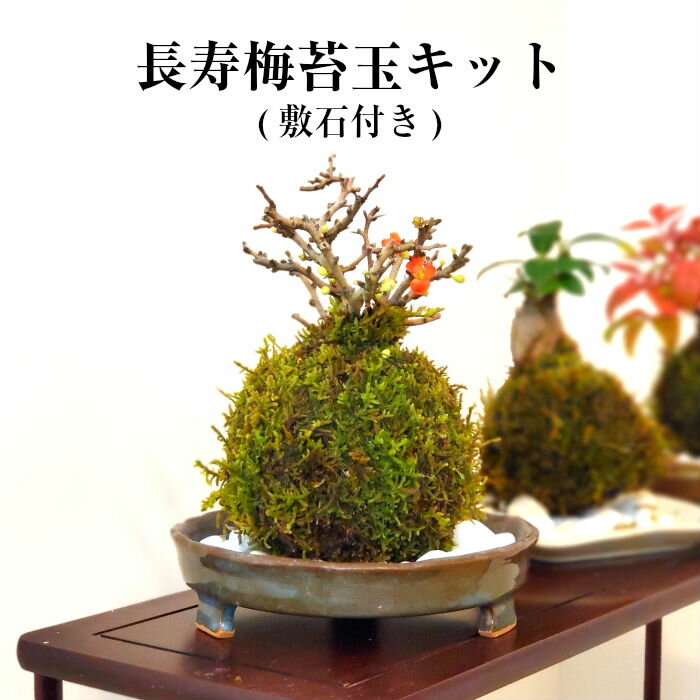 父の日 プレゼント 苔 苔玉 キット 【 長寿梅 苔玉キット 】