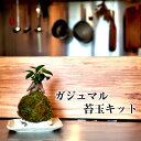 父の日 ギフト 苔 苔玉 キット【 ガジュマル 苔玉キット 】