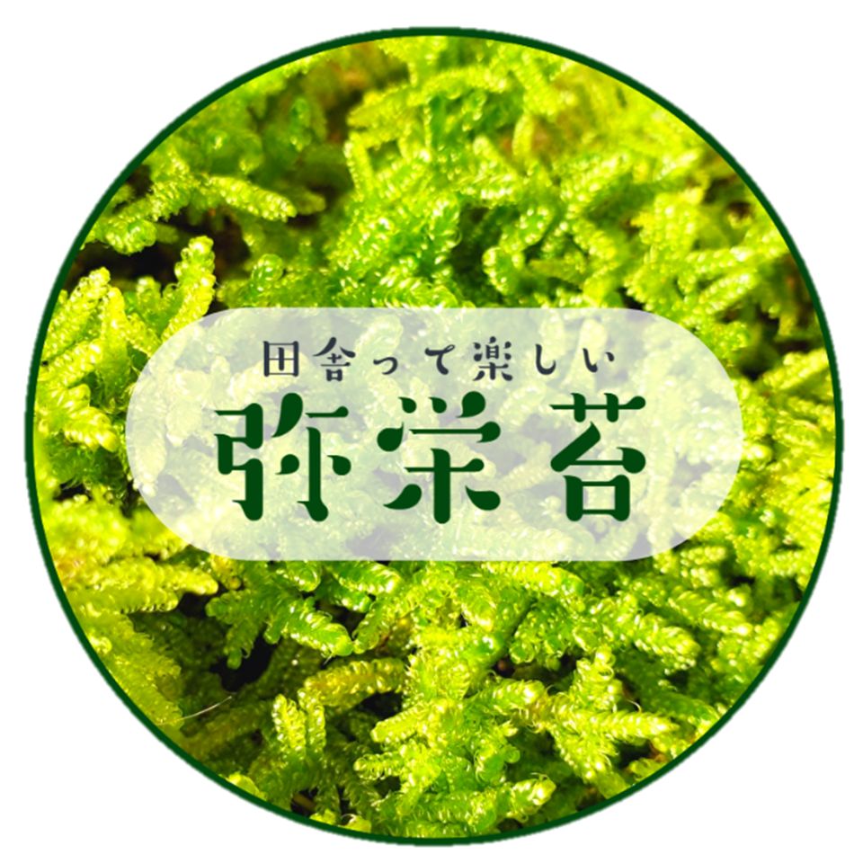 Shop icon