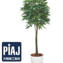 ■商品番号■61795 人工観葉植物　パキラ1.6 サイズ 幅75&times;奧75&times;高さ160cm ●重さ：8500g 材　質 本体：ポリエステル、ポリエチレン、FRP、天然木　●花器：ポリプロピレン 生産国 日本人工観葉植物　関連商品 パキラ90 パキラ1.25 パキラ1.6 黒竹1.0 黒竹1.35 黒竹1.8 &nbsp; 幸福の木1.6 幸福の木1.8 オリーブ90 オリーブ1.3 オリーブ1.6 &nbsp;