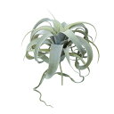 lHϗtA LZOtBJ sbNi1j991211 GAvc isj CeA tFCNO[  AIRPLANT PICK ip133j