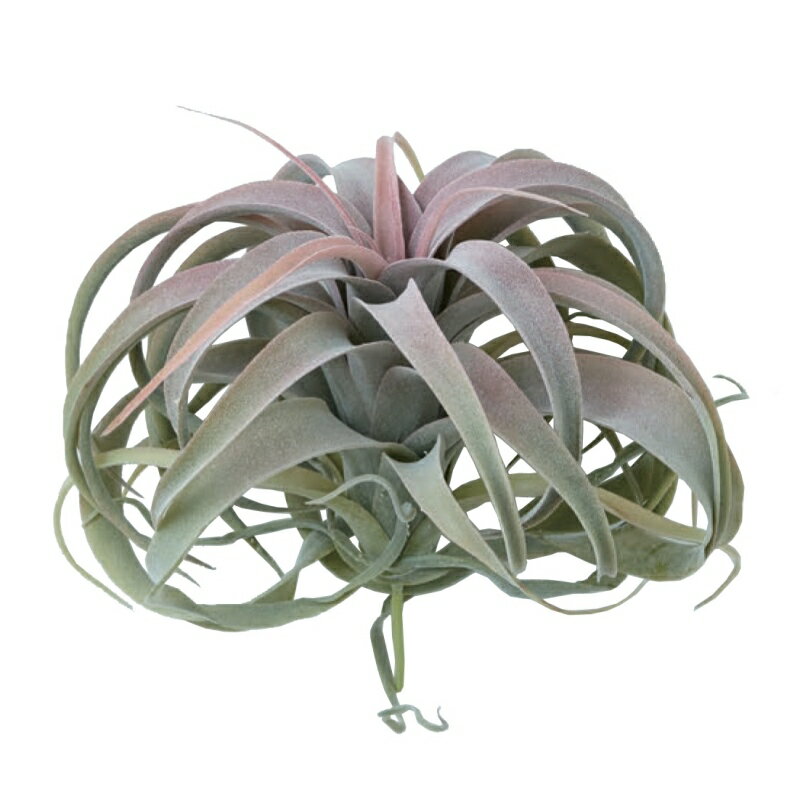人工観葉植物 キセログラフィカ ピック レッド（1個入り）991221 エアプランツ （代引き不可） インテリア フェイクグリーン 造花 AIRPLANT PICK （p133）
