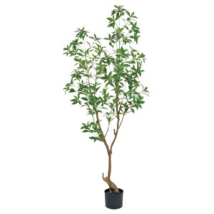 人工観葉植物 シロダモ ポット 高さ180cm (P201-fg8720) (代引き不可) インテリアグリーン フェイクグリーン