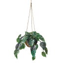 人工観葉植物 アンスリウム ハンギング 光触媒加工 高さ30cm (P189-zv2010) (代引き不可) インテリアグリーン フェイクグリーン