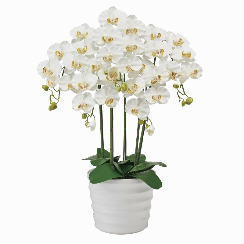 フェイクグリーン ピュアオーキッド5本立（ファレノ） クリームホワイト 光触媒加工 高さ72cm （P217-zv6500w-1) （代引き不可） 造花 胡蝶蘭