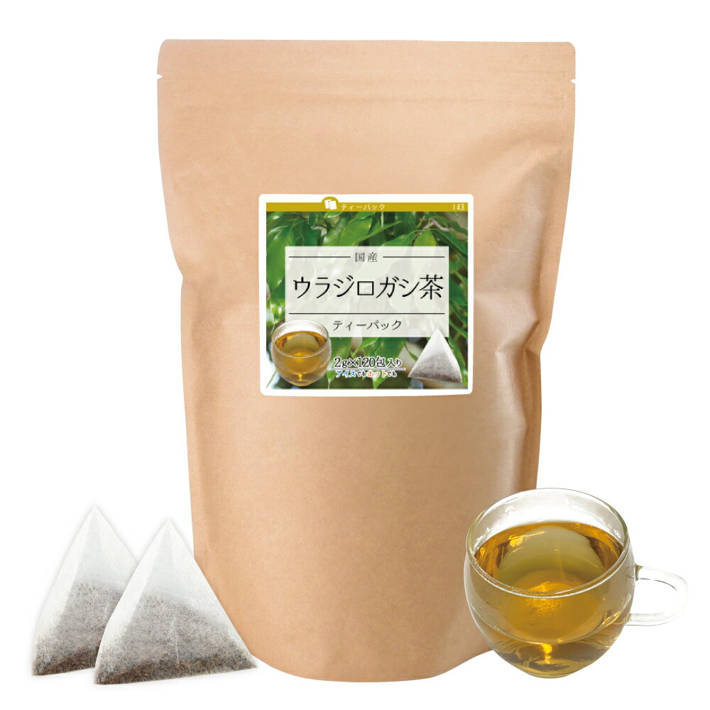 ウラジロガシ茶 ティーパック (国産)  120包×4個 ウラジロガシの葉 健康茶 健康飲料 流石茶 排石茶 カテコナール タンニン 無添加
