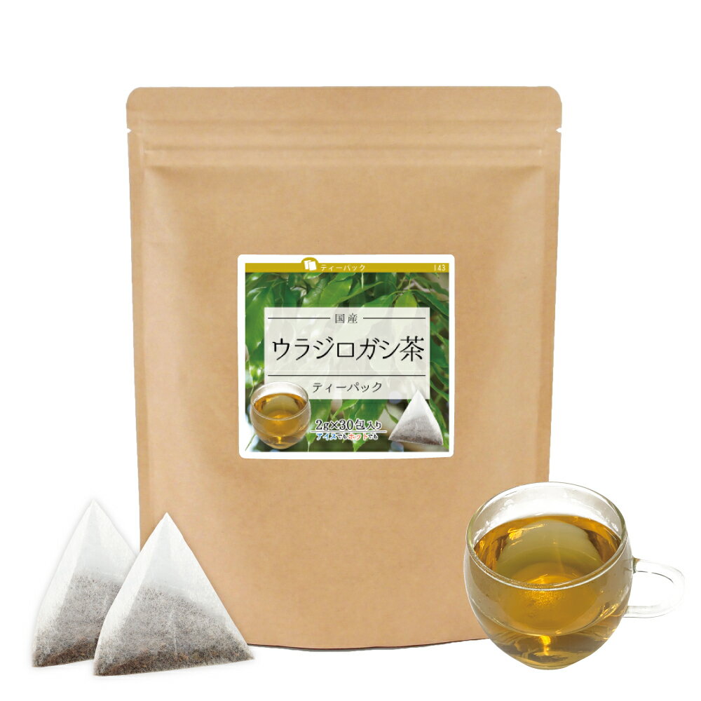 ウラジロガシ茶 ティーパック (国産)  ウラジロガシの葉 健康茶 健康飲料 流石茶 排石茶 カテコナール タンニン 無添加